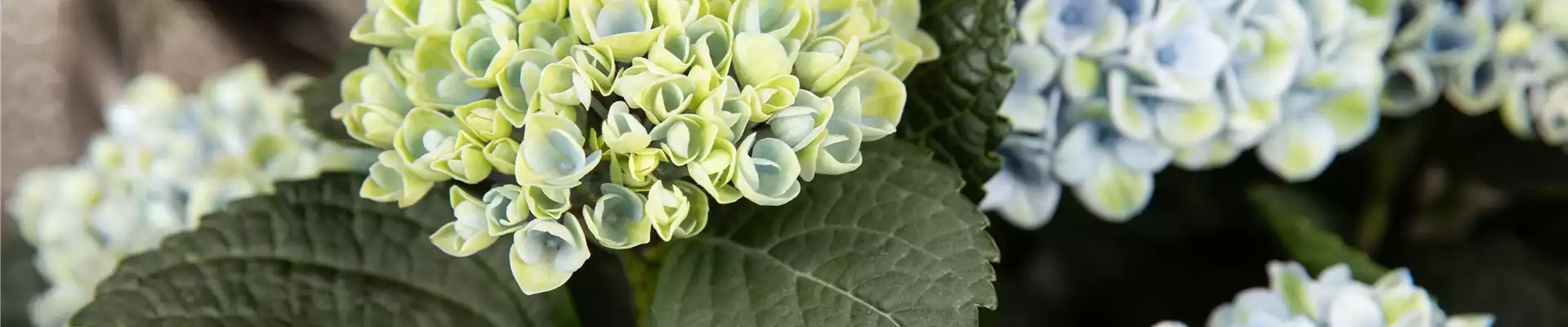 Hydrangea macrophylla 'Magical Revolution'®, blau