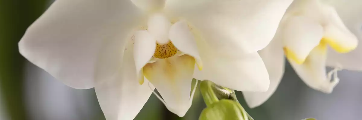 Phalaenopsis, weiß