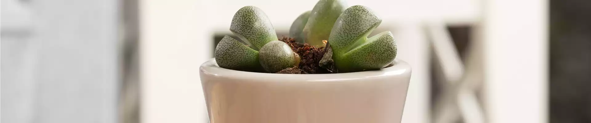 Lithops