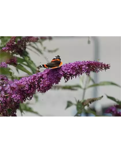 FüR MEHR BIENEN UND SCHMETTERLINGE!