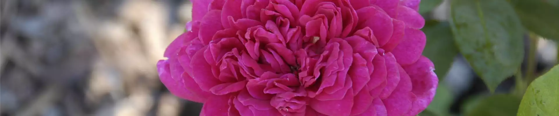 Rosa 'Sophy's Rose'