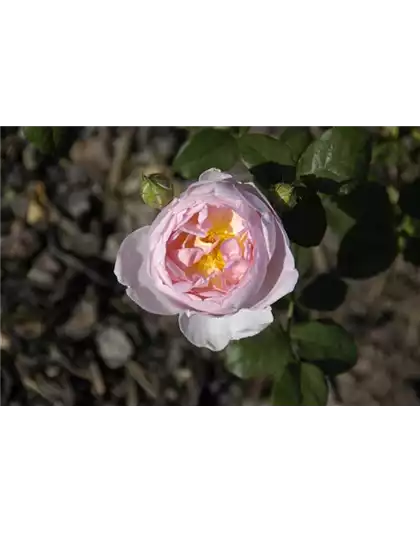 WIE GEHT... ROSEN üBERWINTERN?