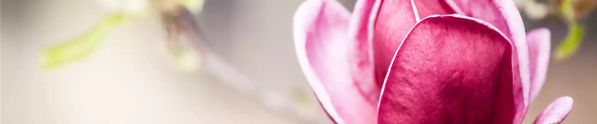 Magnolia 'Genie'®
