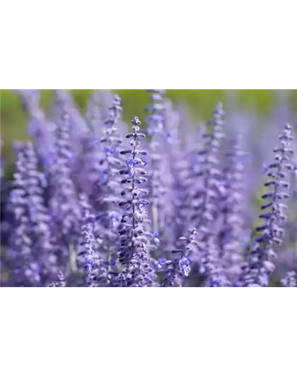 PFLANZE DES MONATS JULI: BLAURAUTE