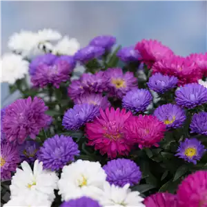 ASTER