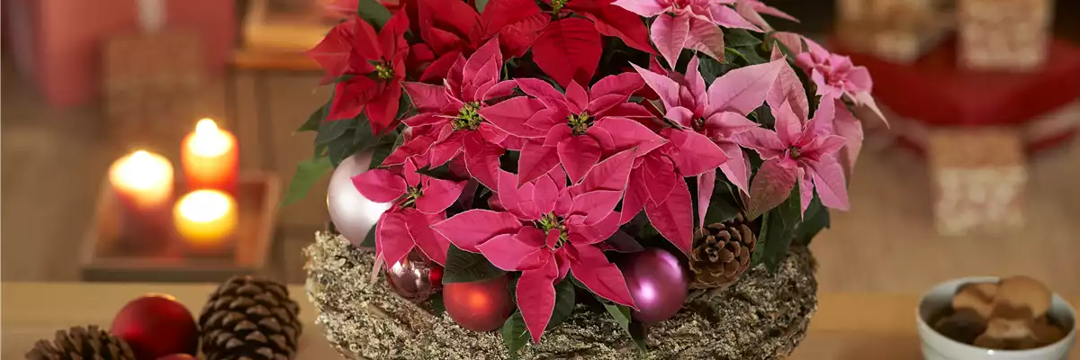 WEIHNACHTSSTERN