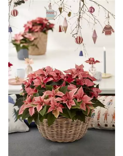 KLASSISCHE WEIHNACHTEN!
