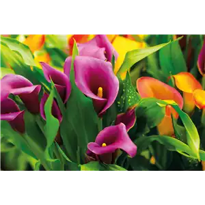 Calla