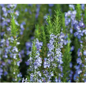 PFLANZE DER WOCHE: ROSMARIN