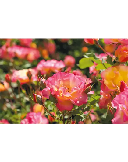 Pflanze des Monats Juli: ROSE