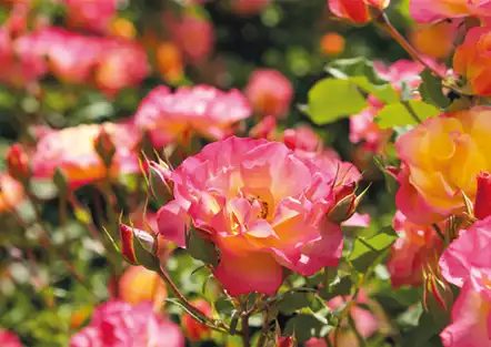 Pflanze des Monats Juli: ROSE