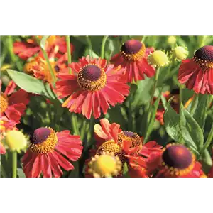 PFLANZE DES MONATS SEPTEMBER: SONNENBRAUT