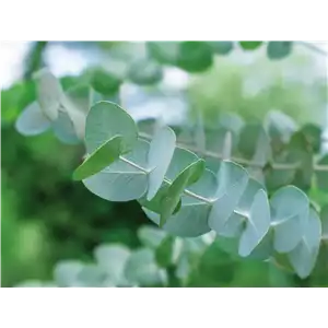 PFLANZE DES MONATS NOVEMBER: EUKALYPTUS
