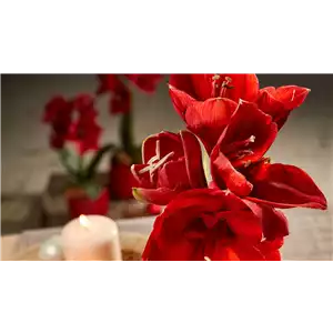 AMARYLLIS