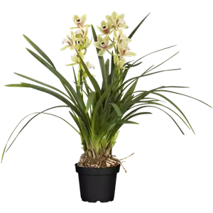Cymbidium