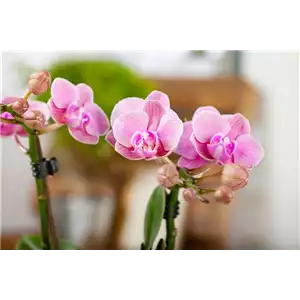 Phalaenopsis 
