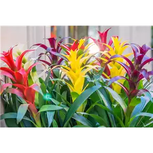 GUZMANIA - HYBRIDE