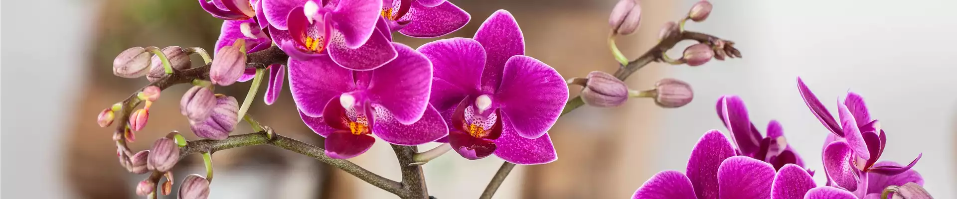 Pflanze des Monats Januar: Orchidee