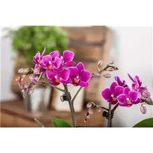 Pflanze des Monats Januar: Orchidee