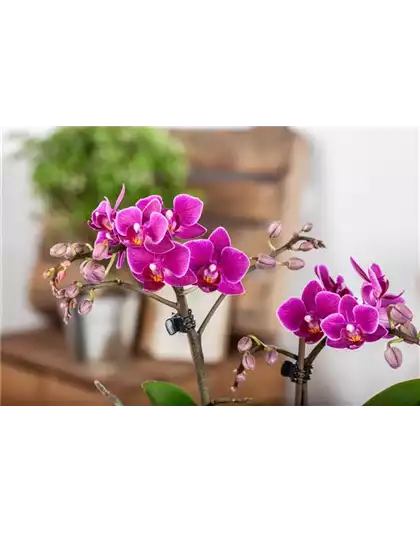 Pflanze des Monats Januar: Orchidee