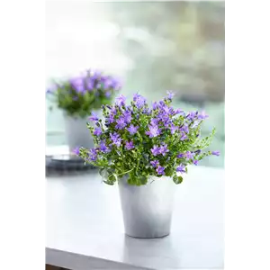 GLOCKENBLUME