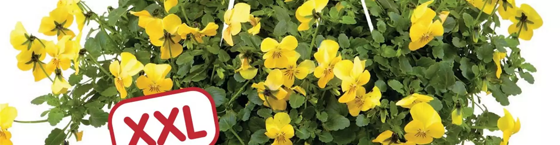 NEUERÖFFNUNG nach UMBAU