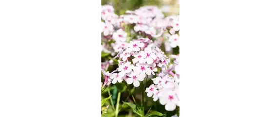 POLSTERPHLOX