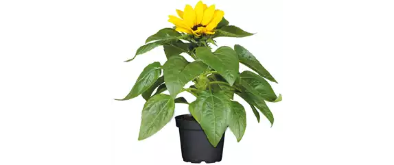 SO SCHöN BLüHT ES IM BEET! 