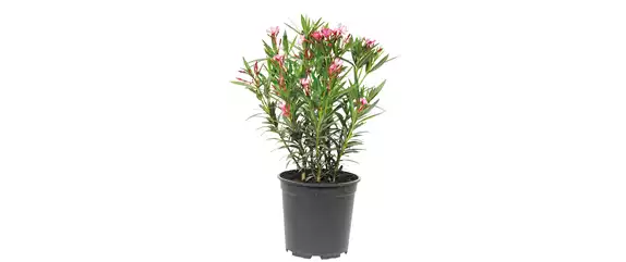 URLAUBSGEFÜHLE ZUHAUSE! 