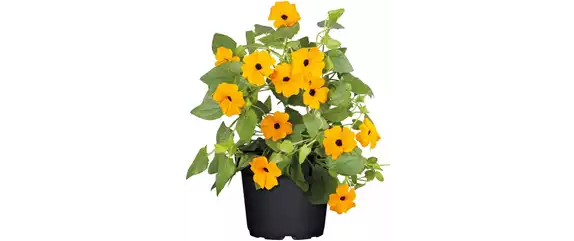 URLAUB AUF DEM BALKON! 