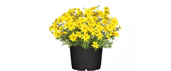 URLAUB AUF DEM BALKON! 