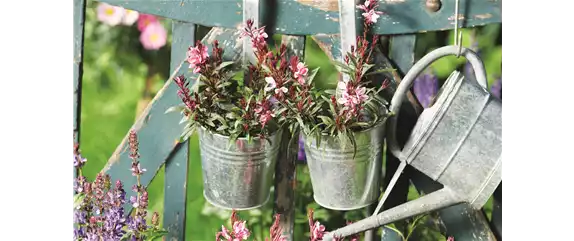 SOMMER IM STAUDENGARTEN!