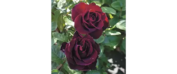 ELEGANTER ROSENGARTEN! 