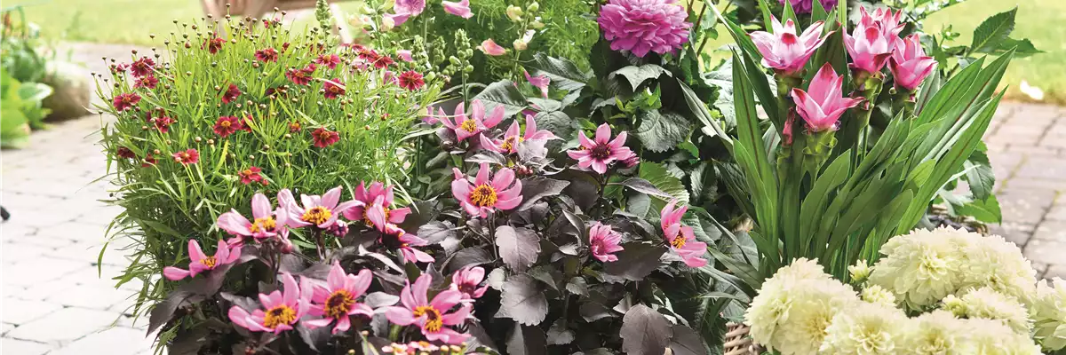 BLÜHENDER GARTEN! AUSDAUERNDE STAUDEN FÜR TERRASSEN UND BEETE. 