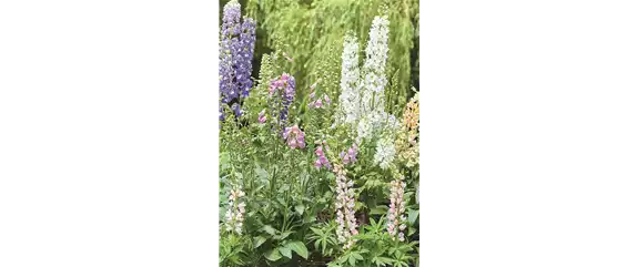 BLÜHENDER GARTEN! AUSDAUERNDE STAUDEN FÜR TERRASSEN UND BEETE. 