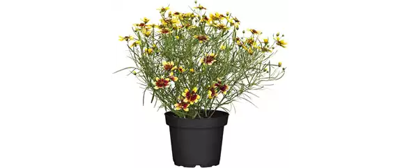 BLÜHENDER GARTEN! AUSDAUERNDE STAUDEN FÜR TERRASSEN UND BEETE. 