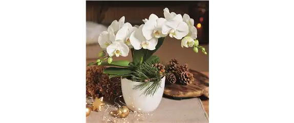 WEIHNACHTLICHE WOHNMAGIE!