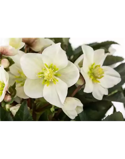 WEISSE WINTER-SCHöNHEITEN