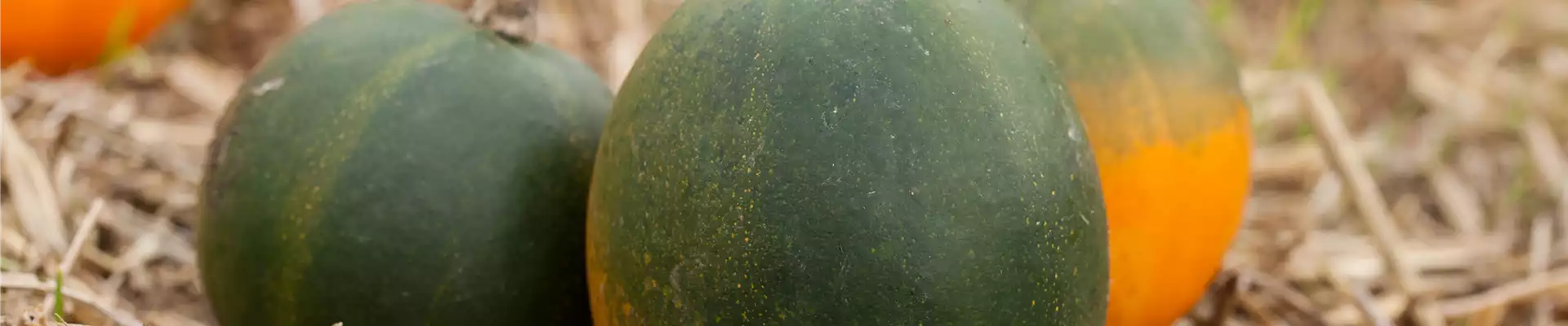 Cucurbita pepo