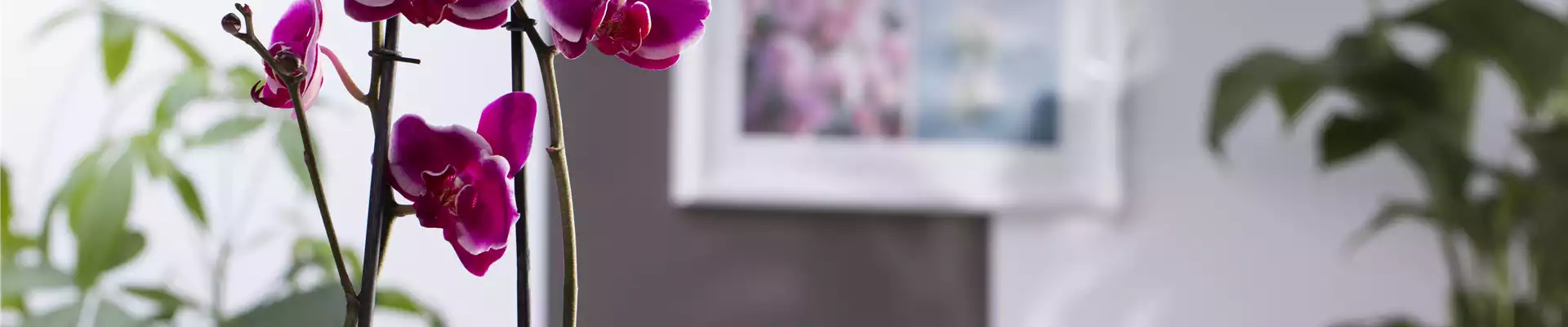 Phalaenopsis 'Pretoria'