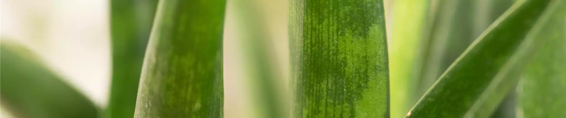 Sansevieria kirkii 'Friends'