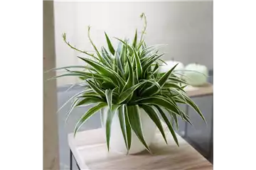 WIE GEHT... LUFTVERBESSERUNG?