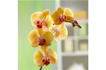 WIE GEHT... MALAYENBLUME PFLEGEN?