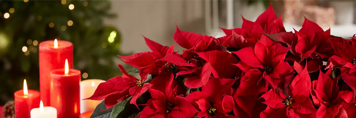 WEIHNACHTSSTERN