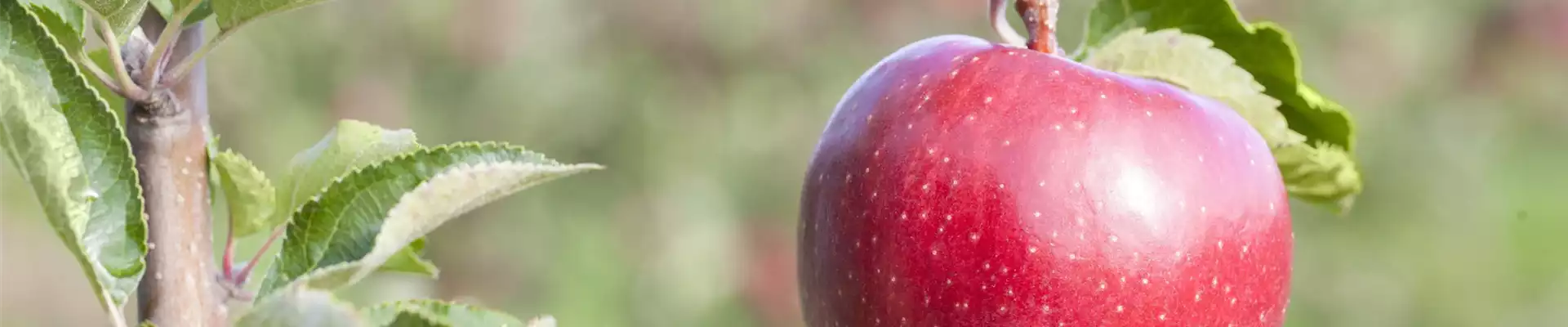 Obstbäume schneiden