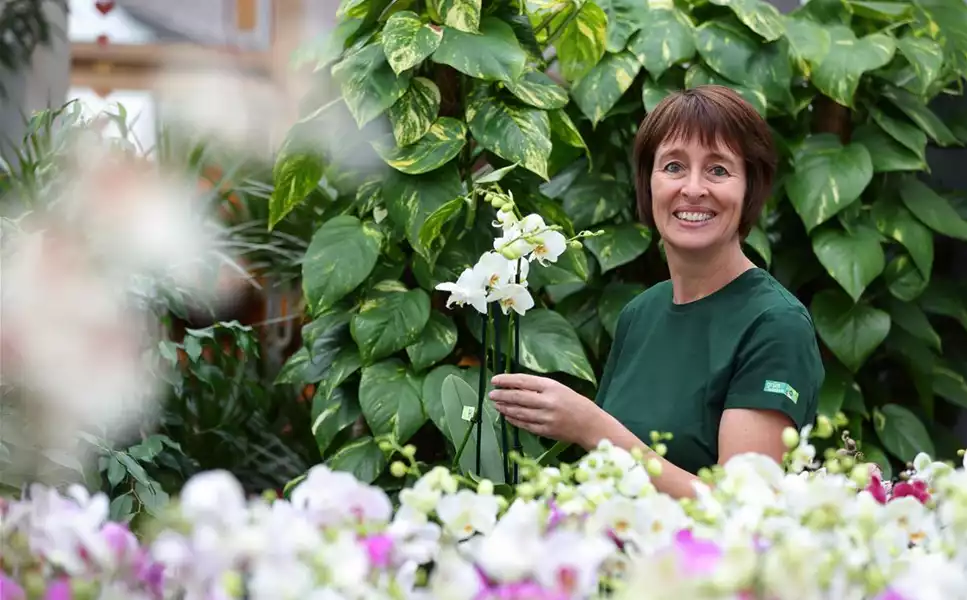 Frisches Grün - für Ihr Zuhause