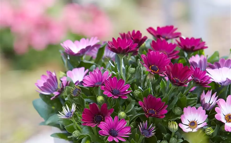 Balkon & Terrasse - Die schönsten Blüten und Blätter!