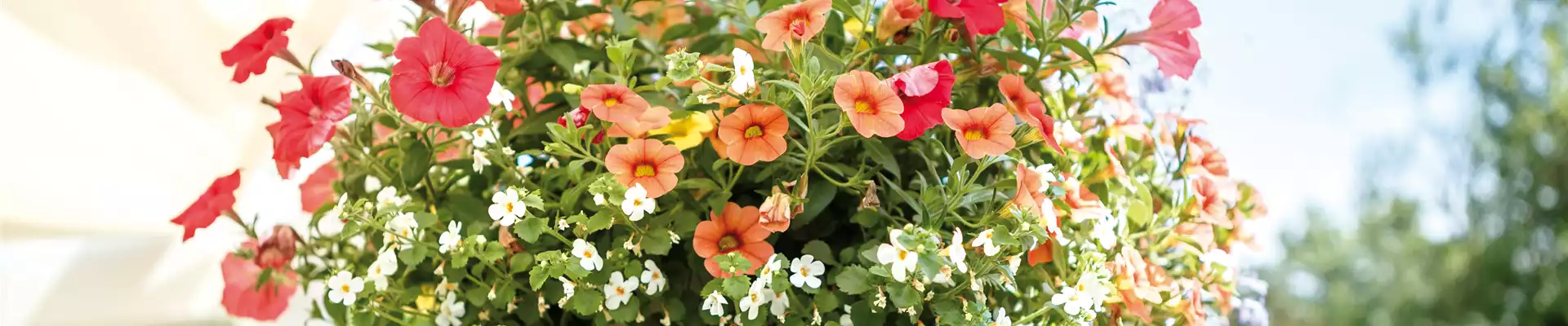 HäNGENDE GäRTEN FüR DEN BALKON