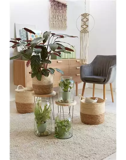 RAUMKLIMA MIT ZIMMERPFLANZEN!