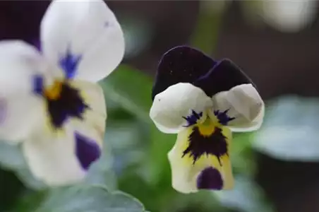 Hornveilchen - Einpflanzen im Garten